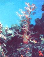 
A fragile, delicate coral reef is one of the ecosystems that is rapidly being harmed by humans.
